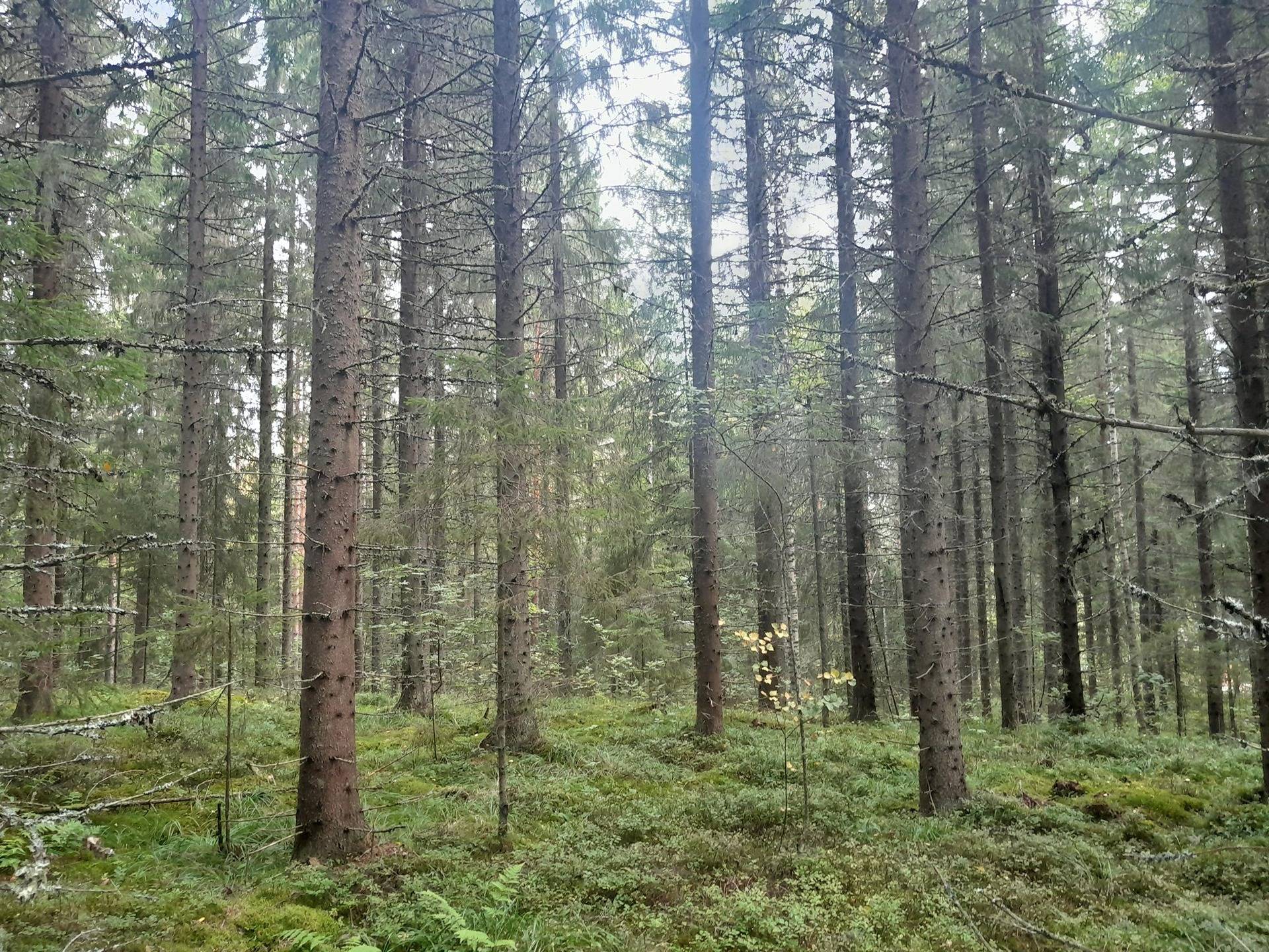Kesäranta 592-404-2-376 määräala 1