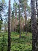 Käkkärämäki 2:38 1