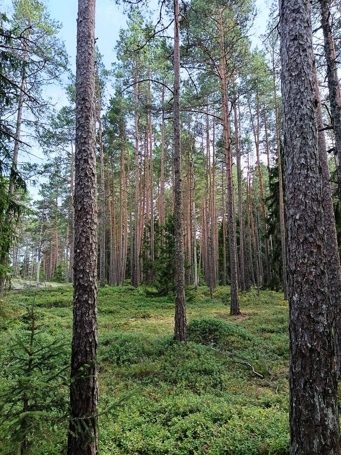 Käkkärämäki 2:38 1