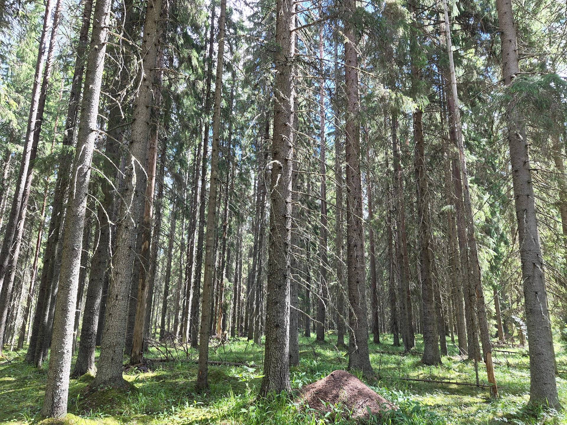 Petromäki 4:1 (420-426-4-1) määräala 1