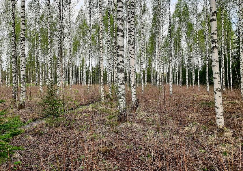 Tuomilampi 3:196 (915-414-3-196) 1