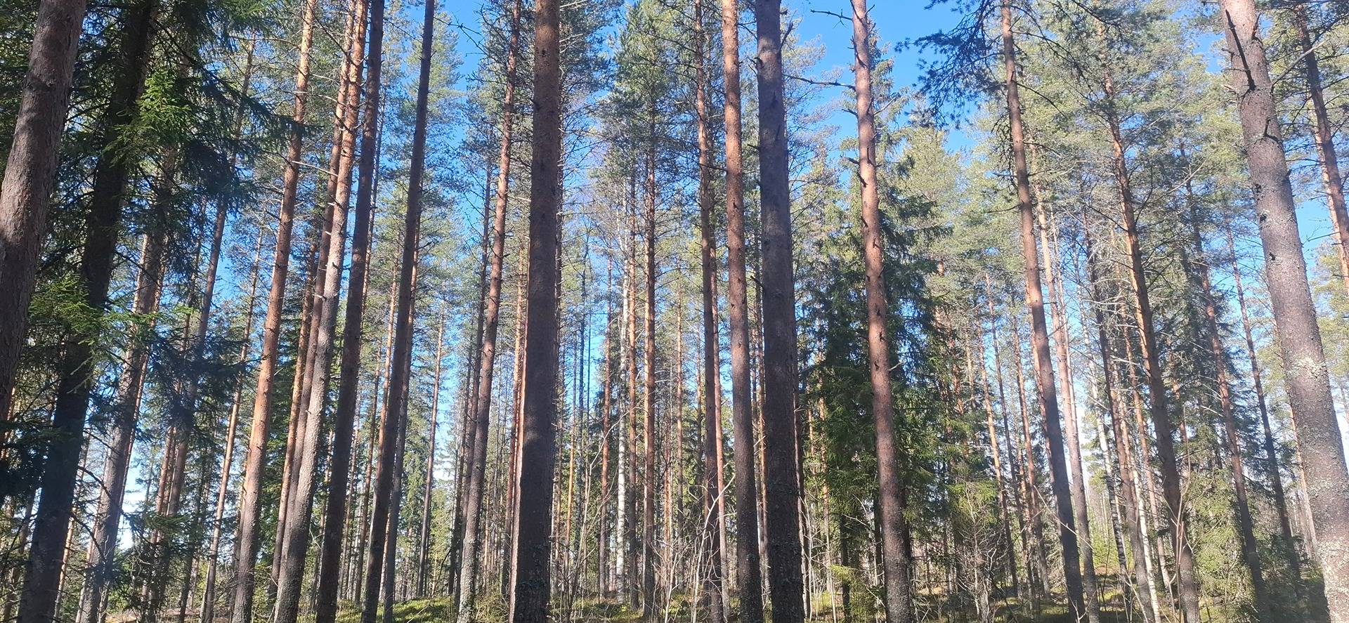 176-411-4-10 HALOLA, Polvela, Myyjä pidättää määräalan 1