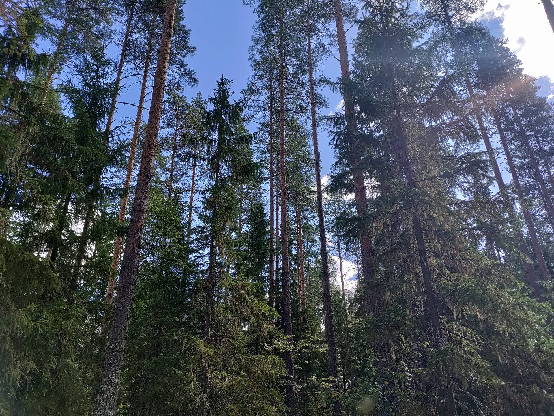Värkkikangas 563-403-6-41 1