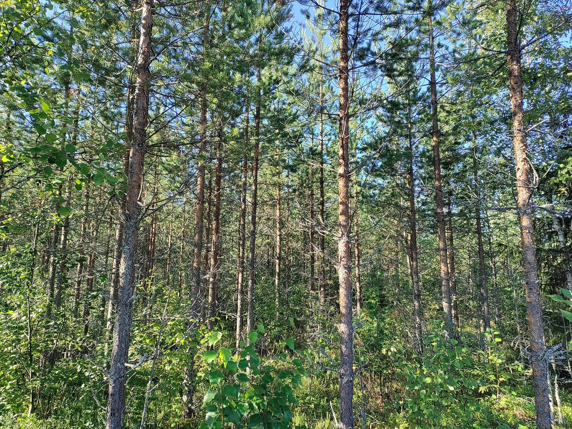 Mäkelä 483-403-15-86 (Ylipää) 1