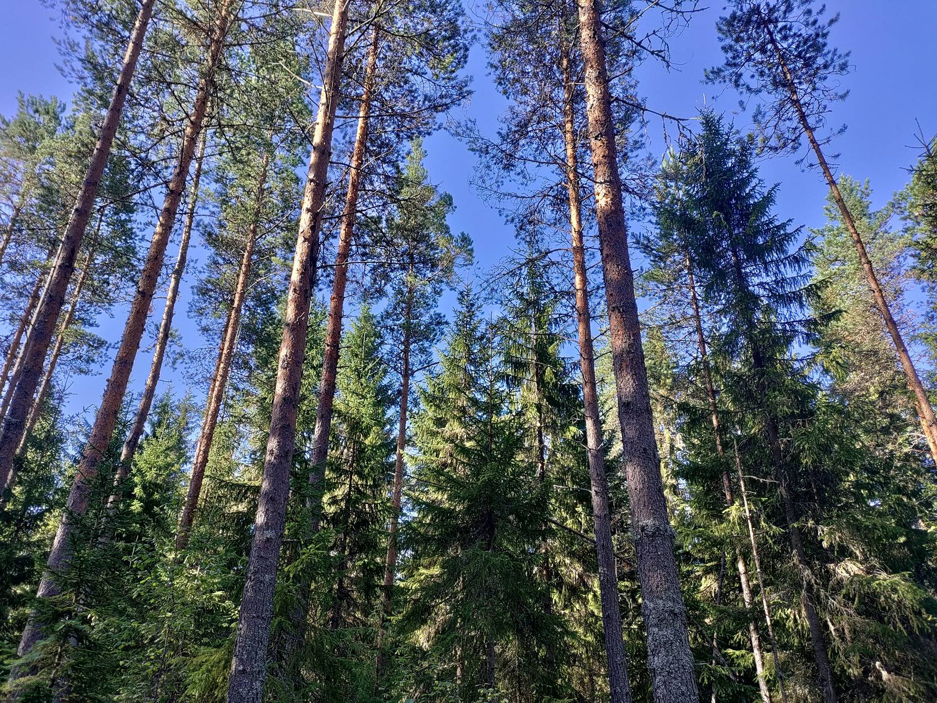 Mäkelä 483-403-15-86 (Huhtaperä) 1