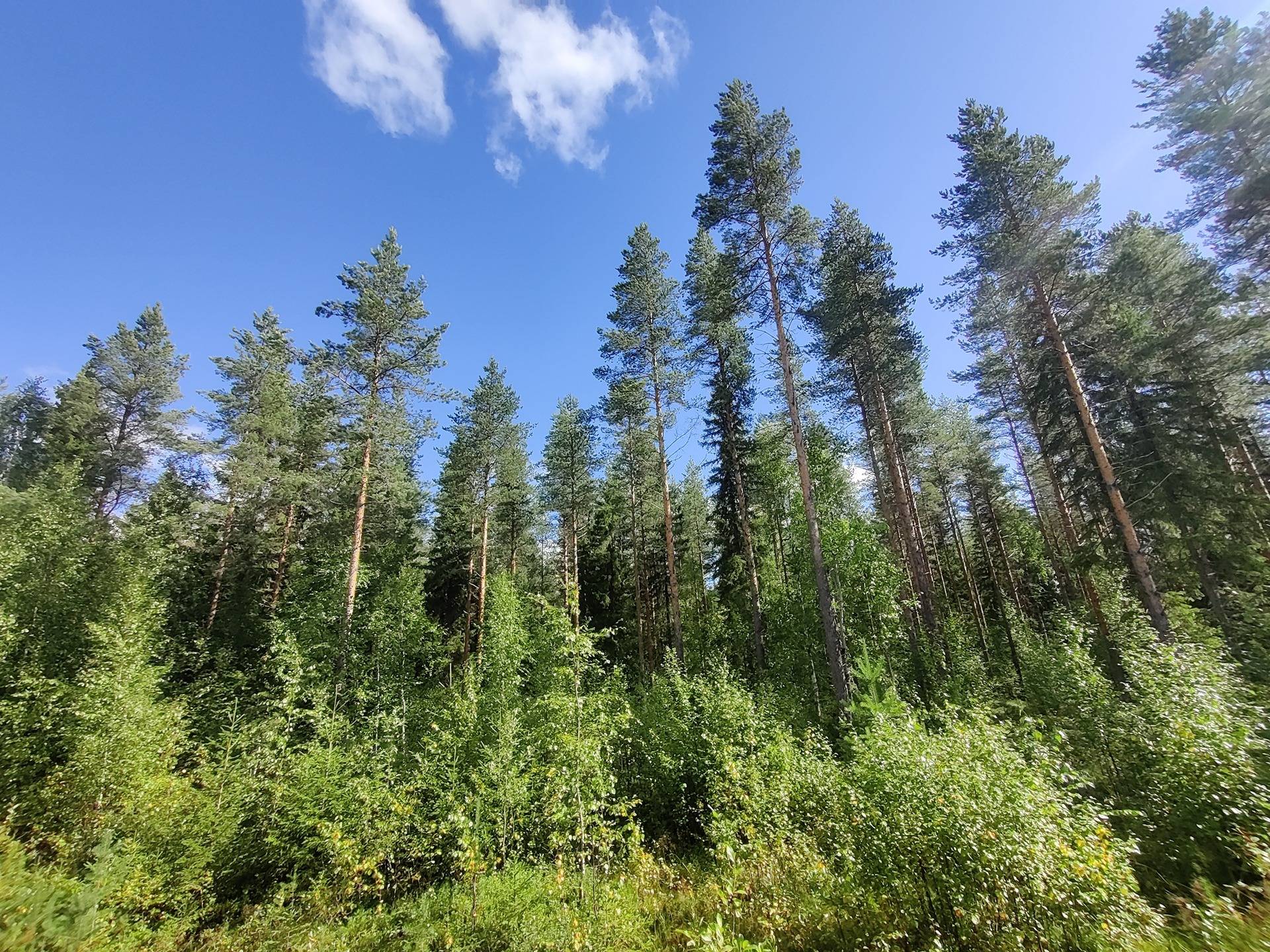 Honka-Aho 765-406-15-9, Korvike 765-403-5-36, Leppäkuntua 765-402-61-16, Metsä-Kivelä 765-402-14-10, Varis 765-408-115-4, Vastike 765-403-5-37 ja Väliperkkiö 765-405-5-50 1