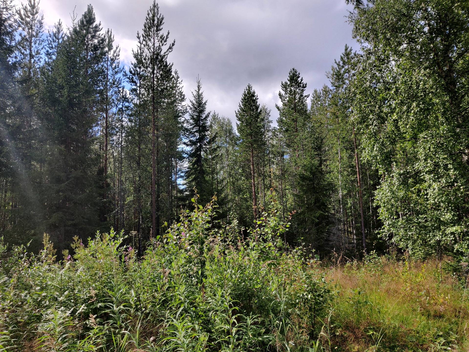Metsäkorpi 765-405-9-29 1