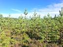 Metsätila Rämeikkö 8:42 1