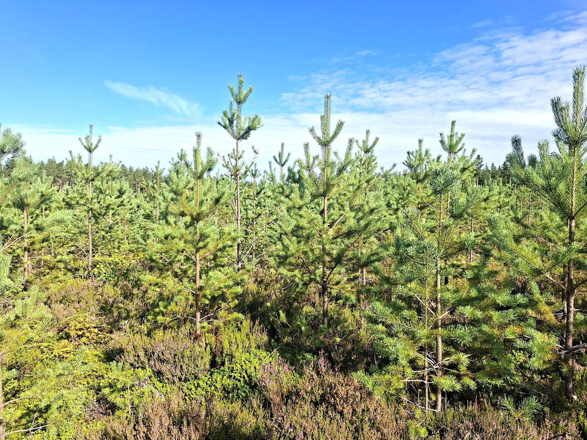 Metsätila Rämeikkö 8:42 1
