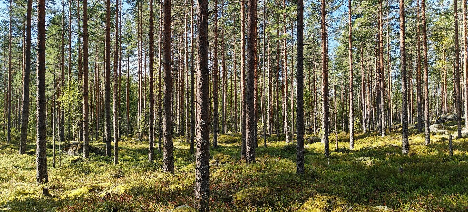 Alavus, Seppälä 10-403-13-140 määräala 1