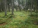 Metsätila: 2,388 ha; Einola; 50-416-2-19, Eura, Mannila, Haverintie 1