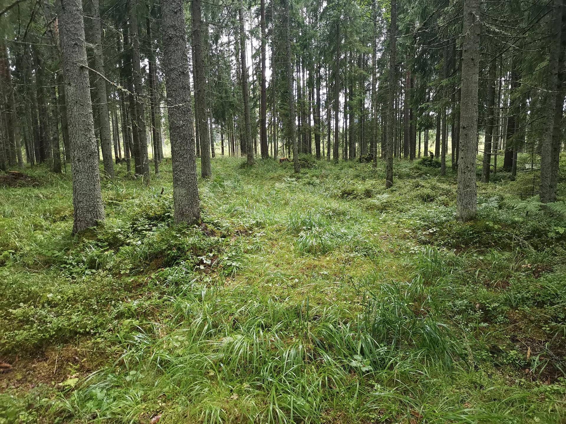 Metsätila: 2,388 ha; Einola; 50-416-2-19, Eura, Mannila, Haverintie 1