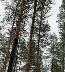 Mäntylä 305402-48-13 määräala 1