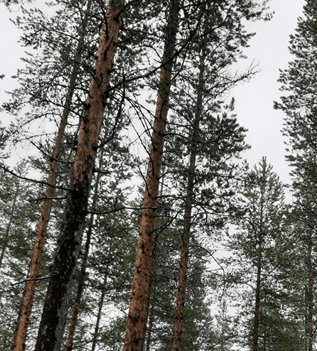 Mäntylä 305402-48-13 määräala 1