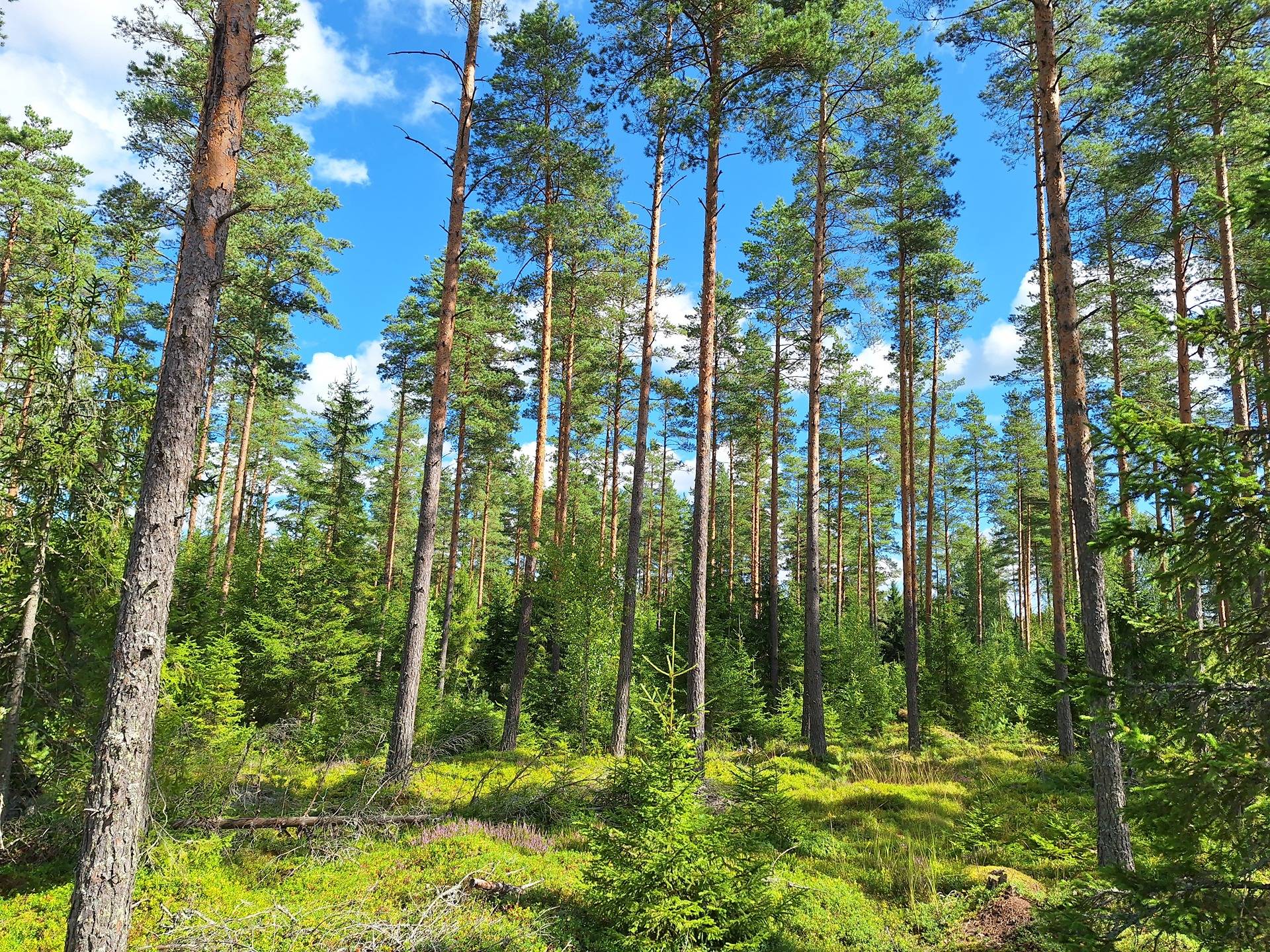 Metsätila Jonkari II 2-12 1