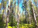 Veteli Pulkkinen VÄLIKORPI 7:357 metsätila 21,3 ha 1