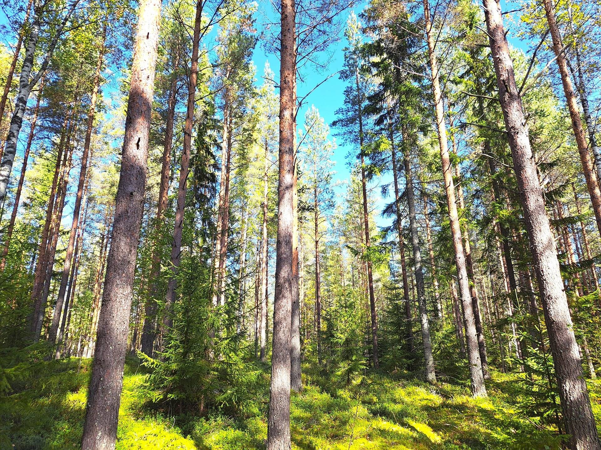 Veteli Pulkkinen VÄLIKORPI 7:357 metsätila 21,3 ha 1