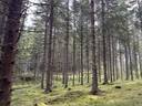 Puumala, 3 metsätilaa, yhteensä 35,464 ha 1