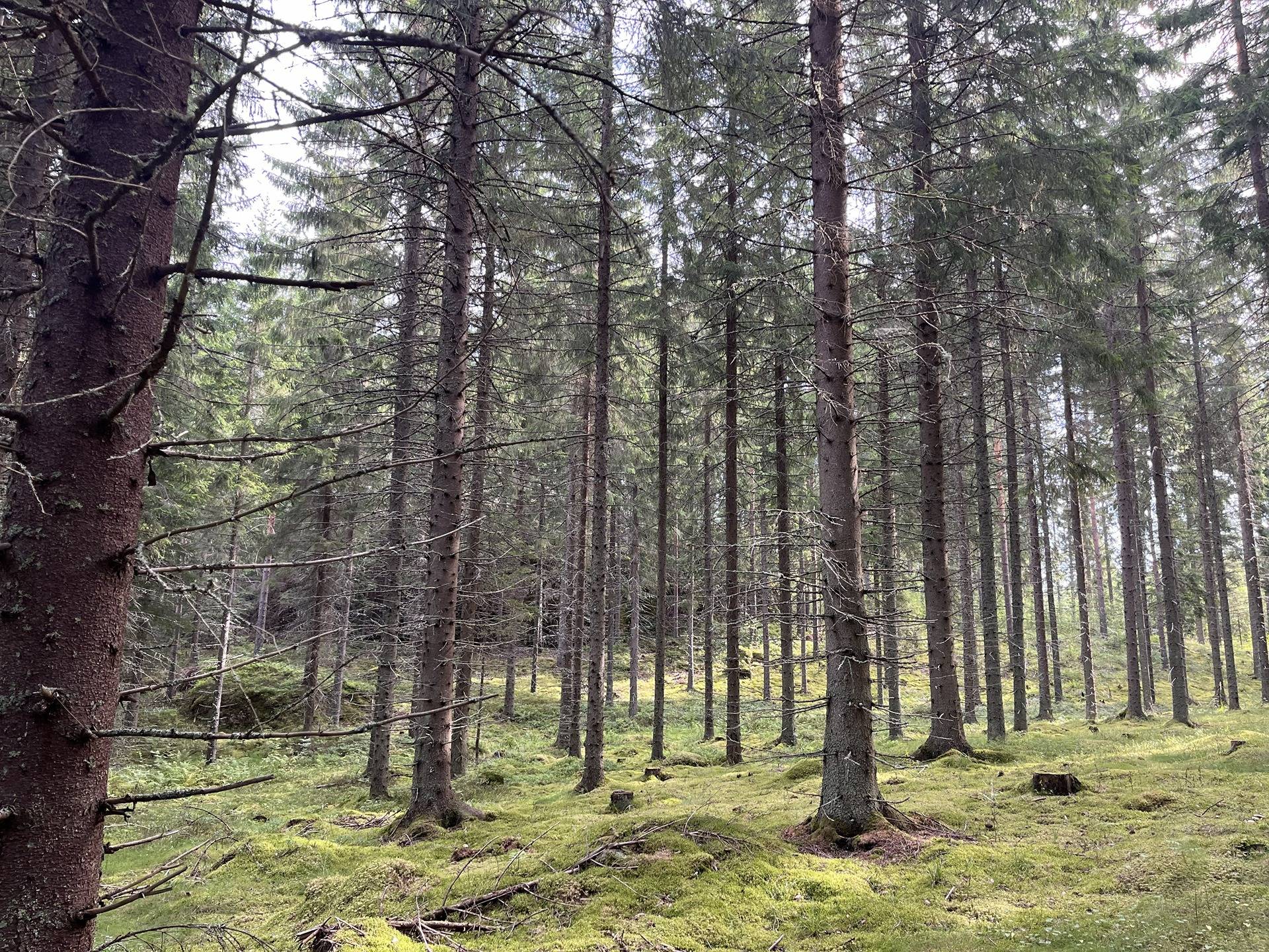 Puumala, 3 metsätilaa, yhteensä 35,464 ha 1