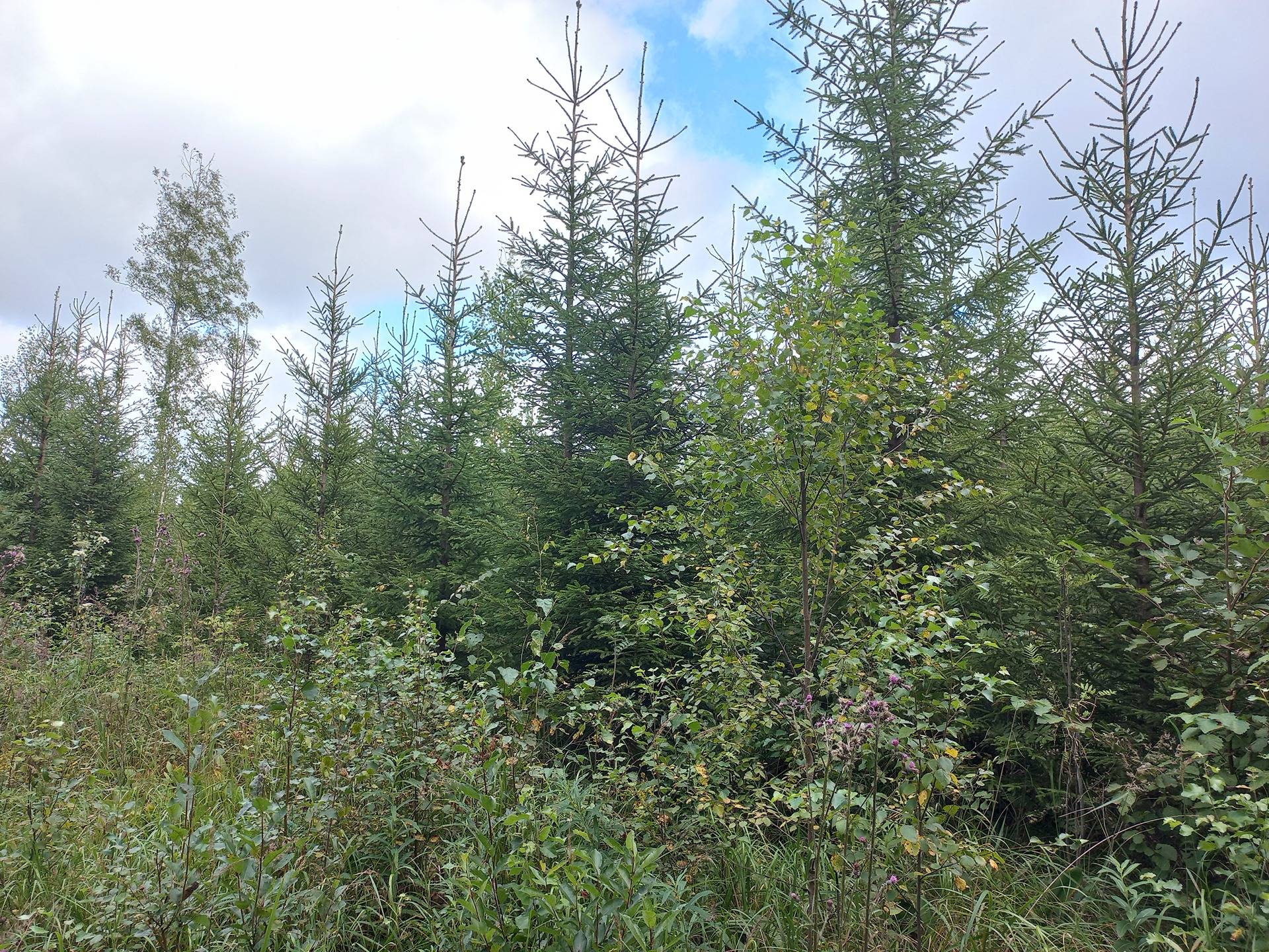 Luopa, Äystö-Luovankyläntie 1