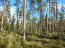 Yli-Jokipii, Luovankylä 1