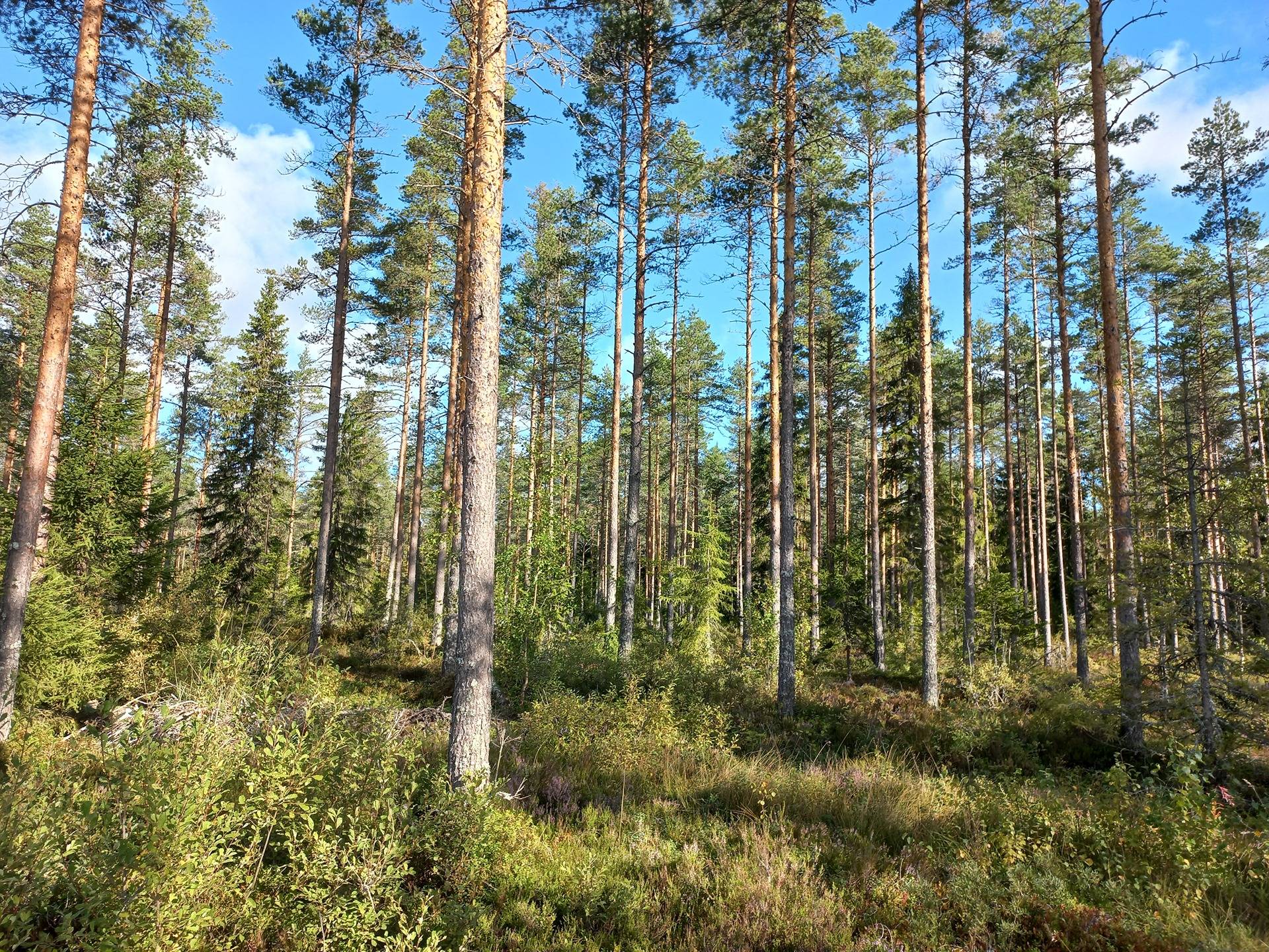Yli-Jokipii, Luovankylä 1