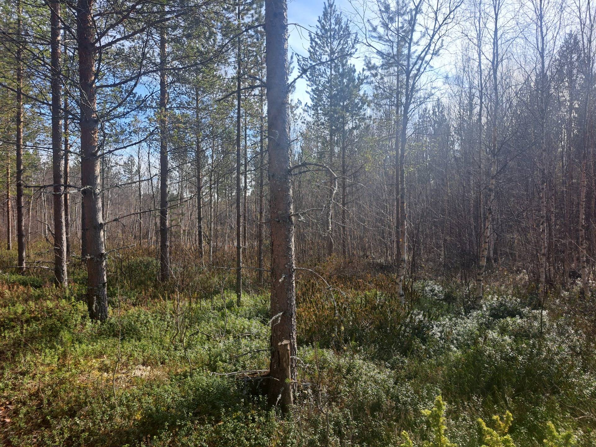 KESTILÄ 72-401-109-10 määräala 1