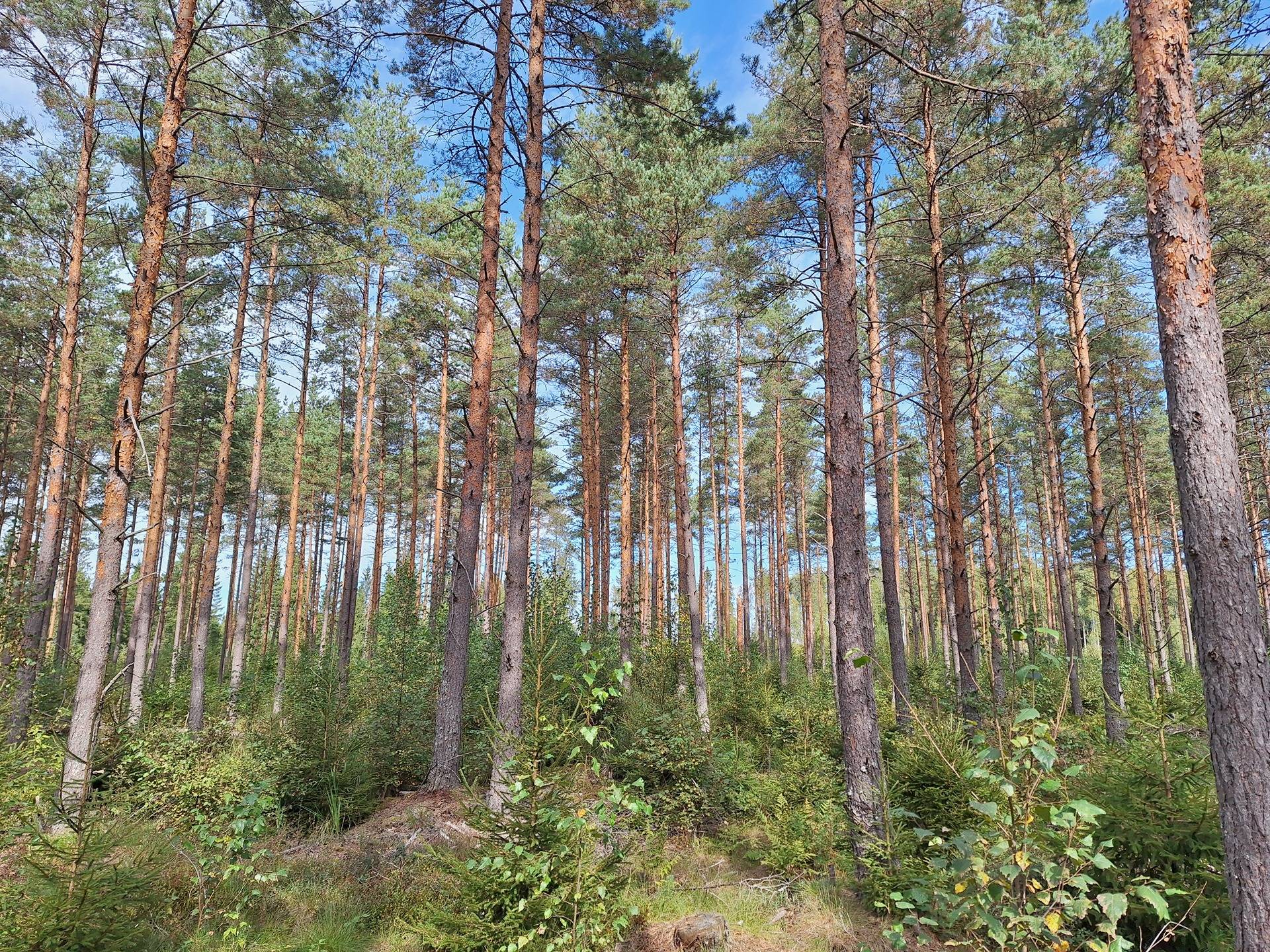 Metsätila Honkasaari 1-57 1