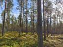 Kälviä / Ullava Mäki 1:115, Martanniitty 10:24 ja Saari 53:0 maa ja metsätila kokonaisuus yhteensä noin 30 hehtaaria. 1