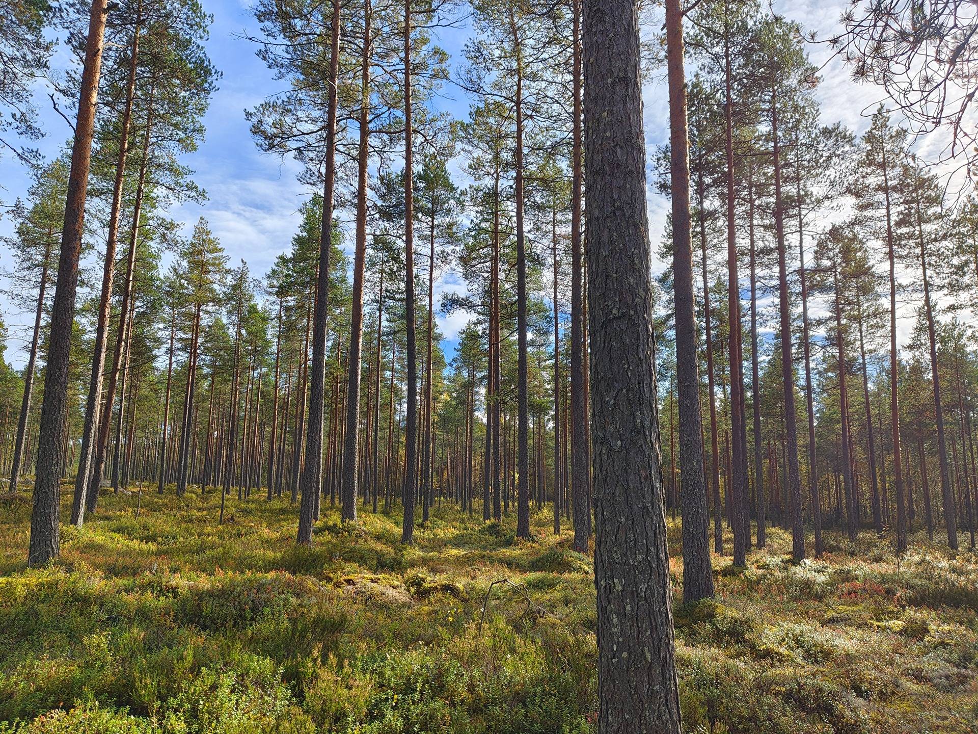 Kälviä / Ullava Mäki 1:115, Martanniitty 10:24 ja Saari 53:0 maa ja metsätila kokonaisuus yhteensä noin 30 hehtaaria. 1