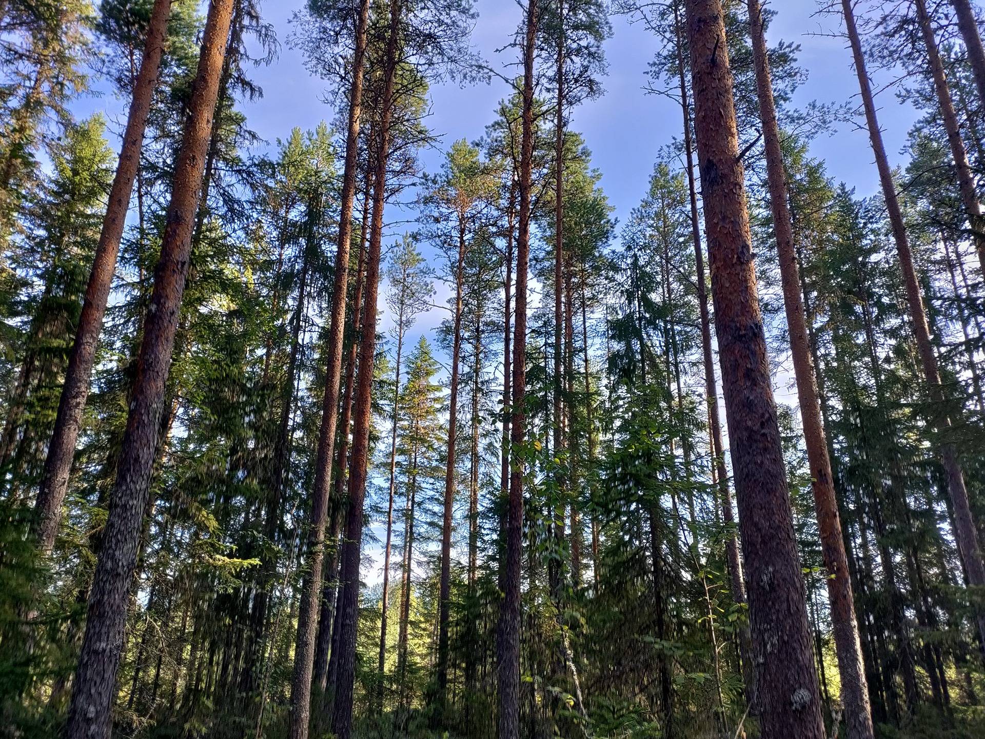 Kalliomaa 483-4047-12-103, Niittylä 483-404-12-108, Poikkoja 483-404-13-63 1