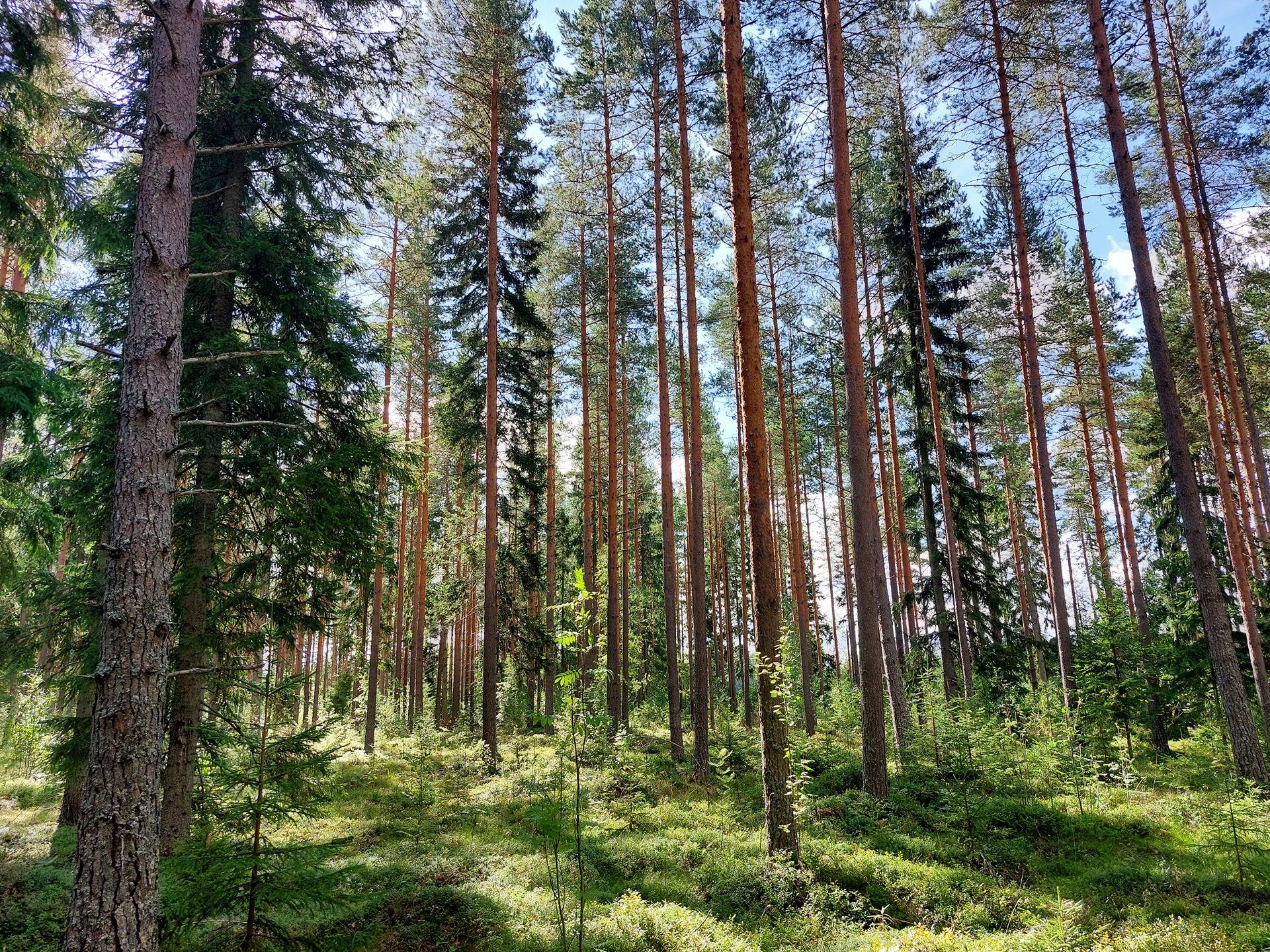 Käkikumpu 689-405-32-0 ja Kallela 689-405-33-1 1