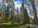 Kannus Välikannus / Petäjä maa- ja metsätila Ranta 10:20 pinta-ala 45,26 ha 1