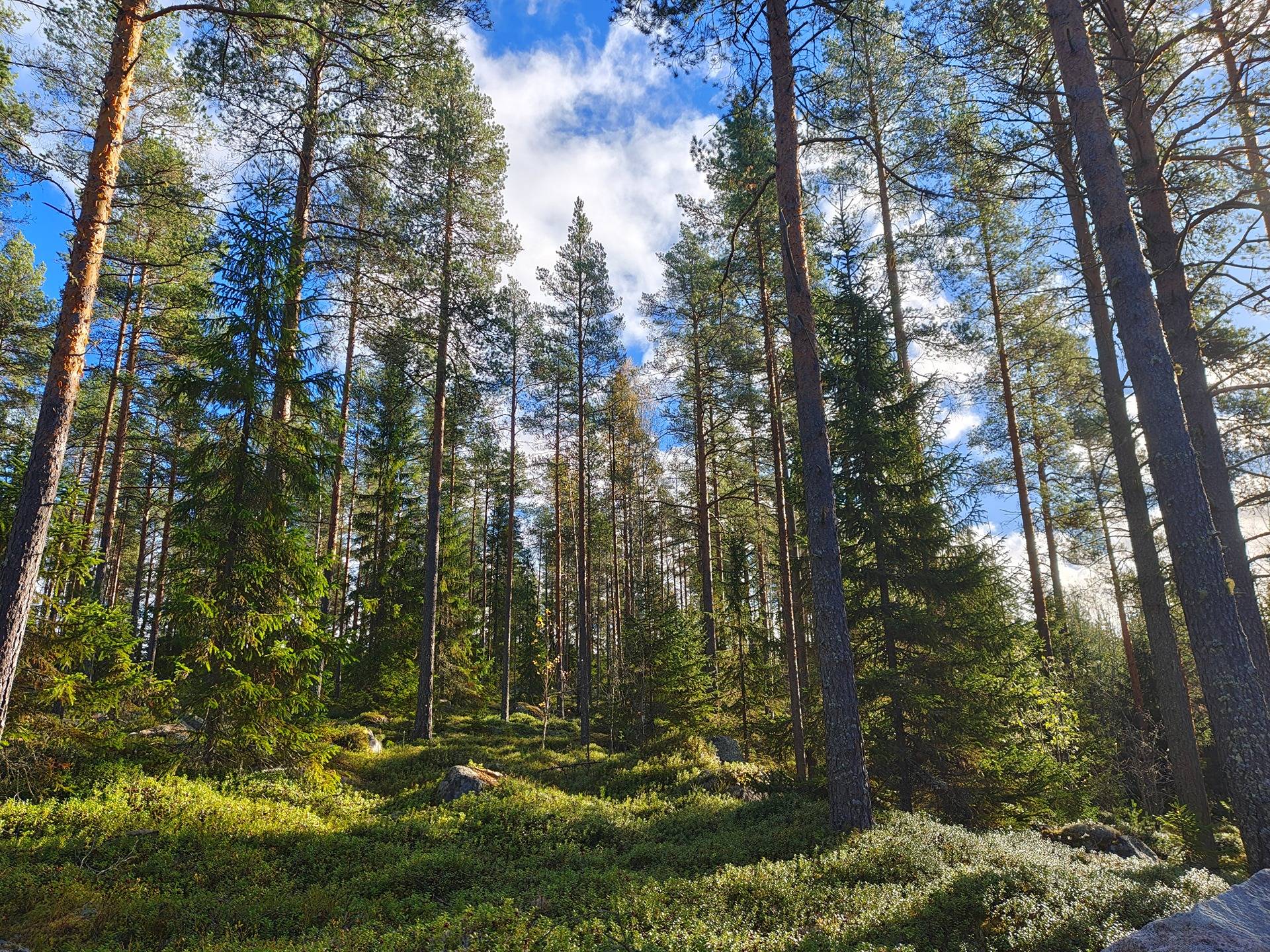 Kannus Välikannus / Petäjä maa- ja metsätila Ranta 10:20 pinta-ala 45,26 ha 1
