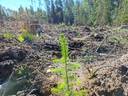 Metsätilat Halmeenpää ja Vesakko 1