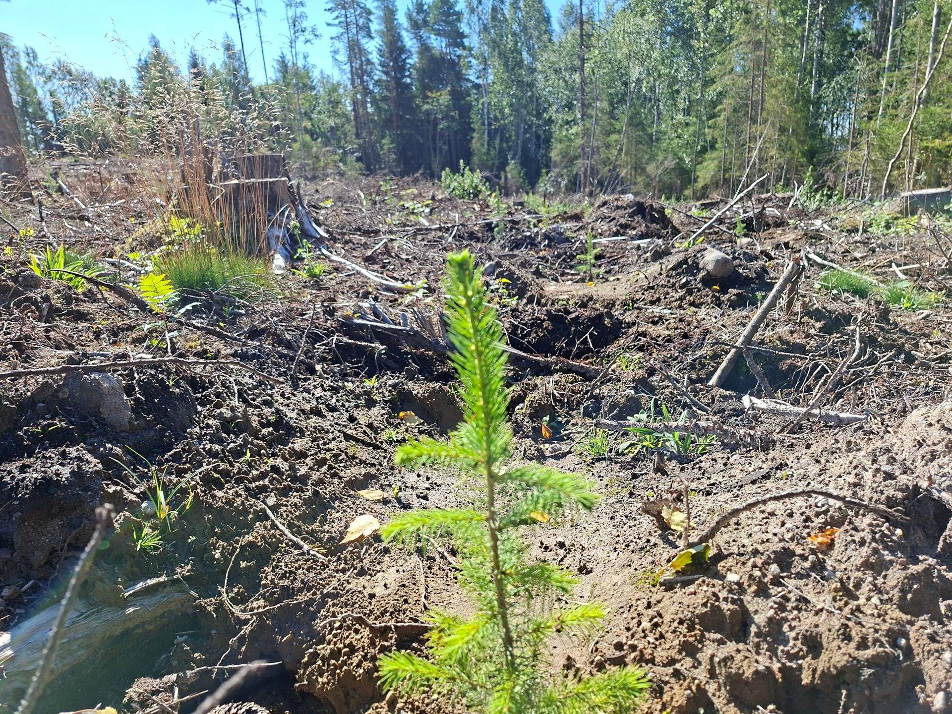 Metsätilat Halmeenpää ja Vesakko 1