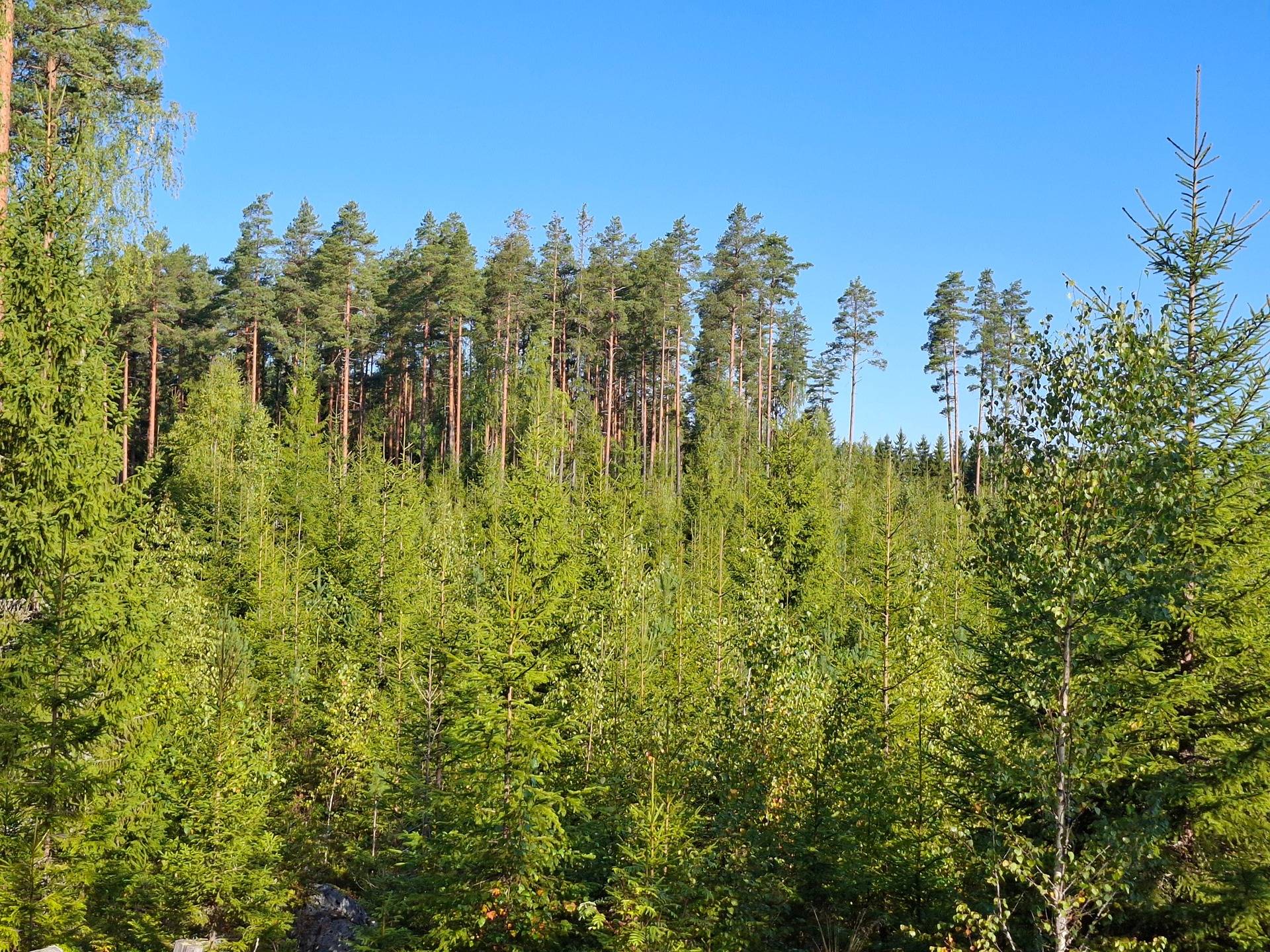 Kaskimaa 790-570-1-26 1