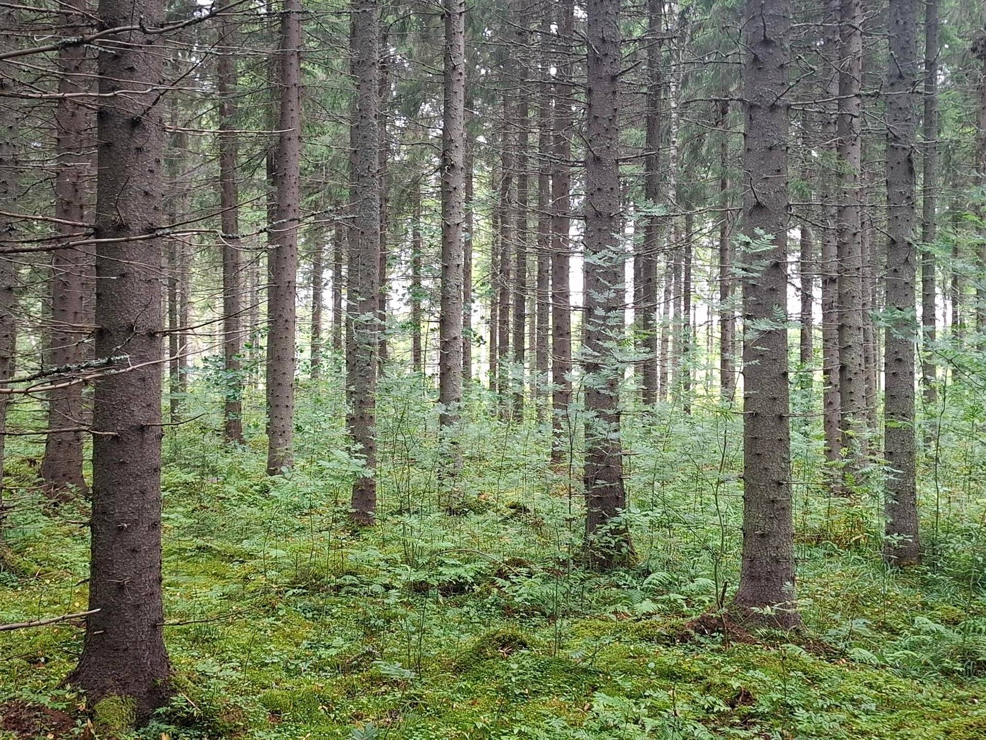 KOIVURINTA 707-411-5-14, Rasivaara 1