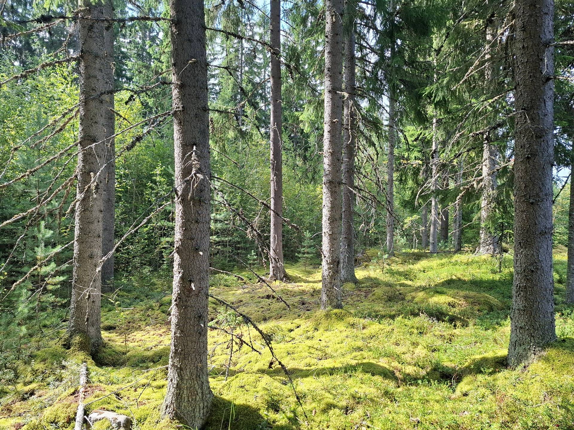 Metsä 790-544-3-58 1