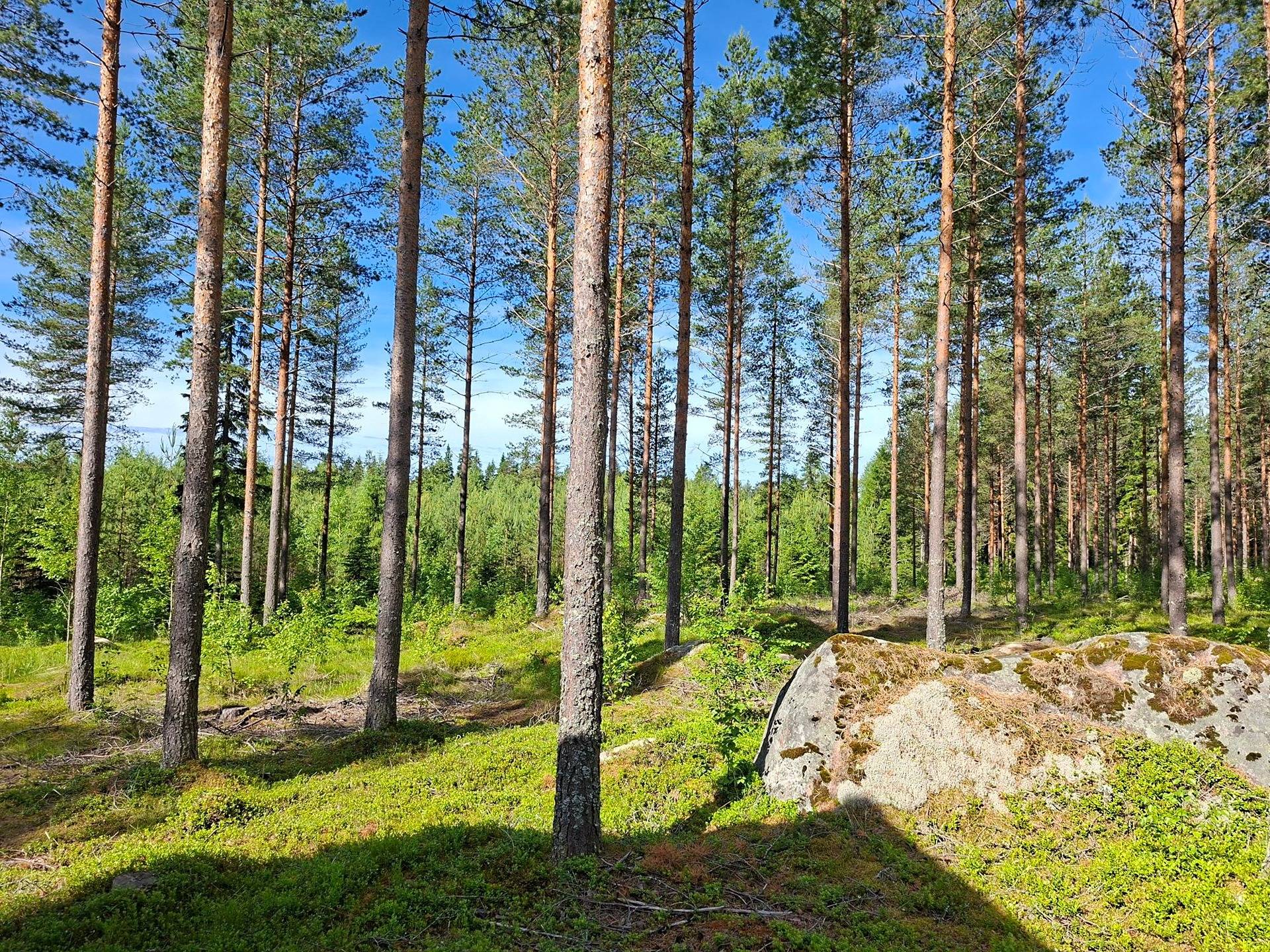 Kiinteistö Metsäranta 2:218 1