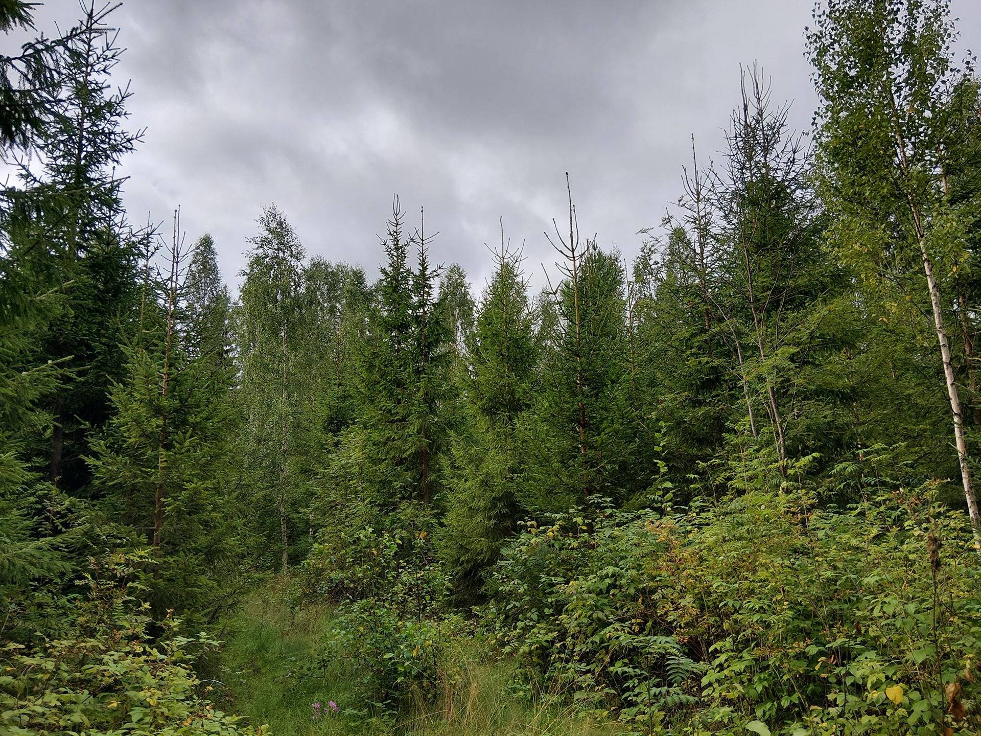 Pirttimäki 2-36 Pielavesi 1