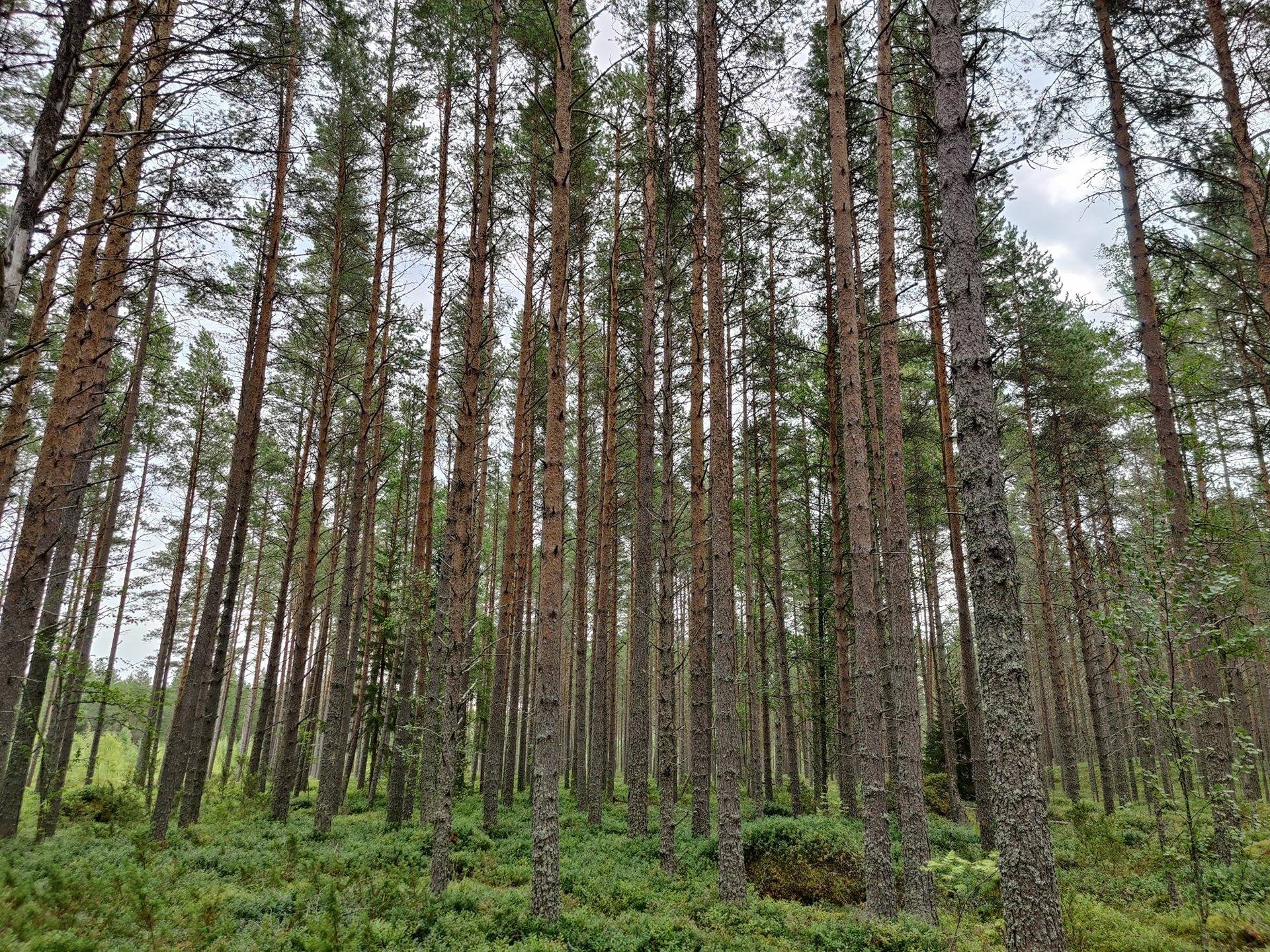 Pohjoiskoivikko 208-402-1-380 1