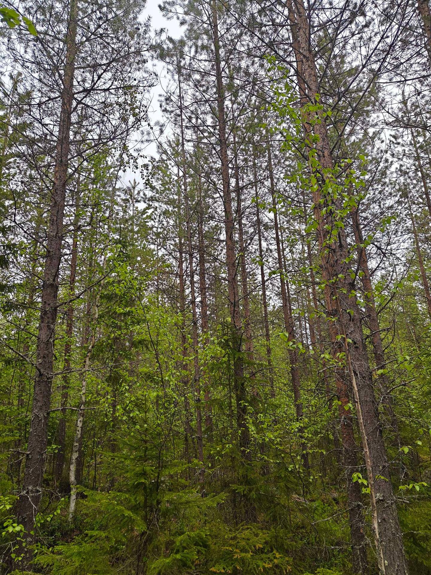 Määräala 17 ha Siirtola 139-409-6-72 1