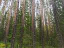 Toholampi Takkulampi metsätila Sarala 26:206 pinta-ala 25,25 ha 1