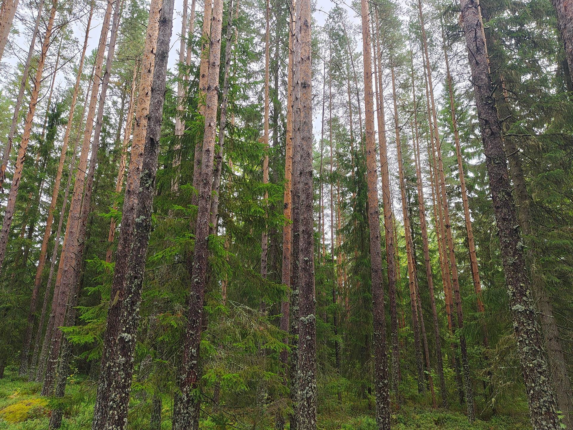 Toholampi Takkulampi metsätila Sarala 26:206 pinta-ala 25,25 ha 1
