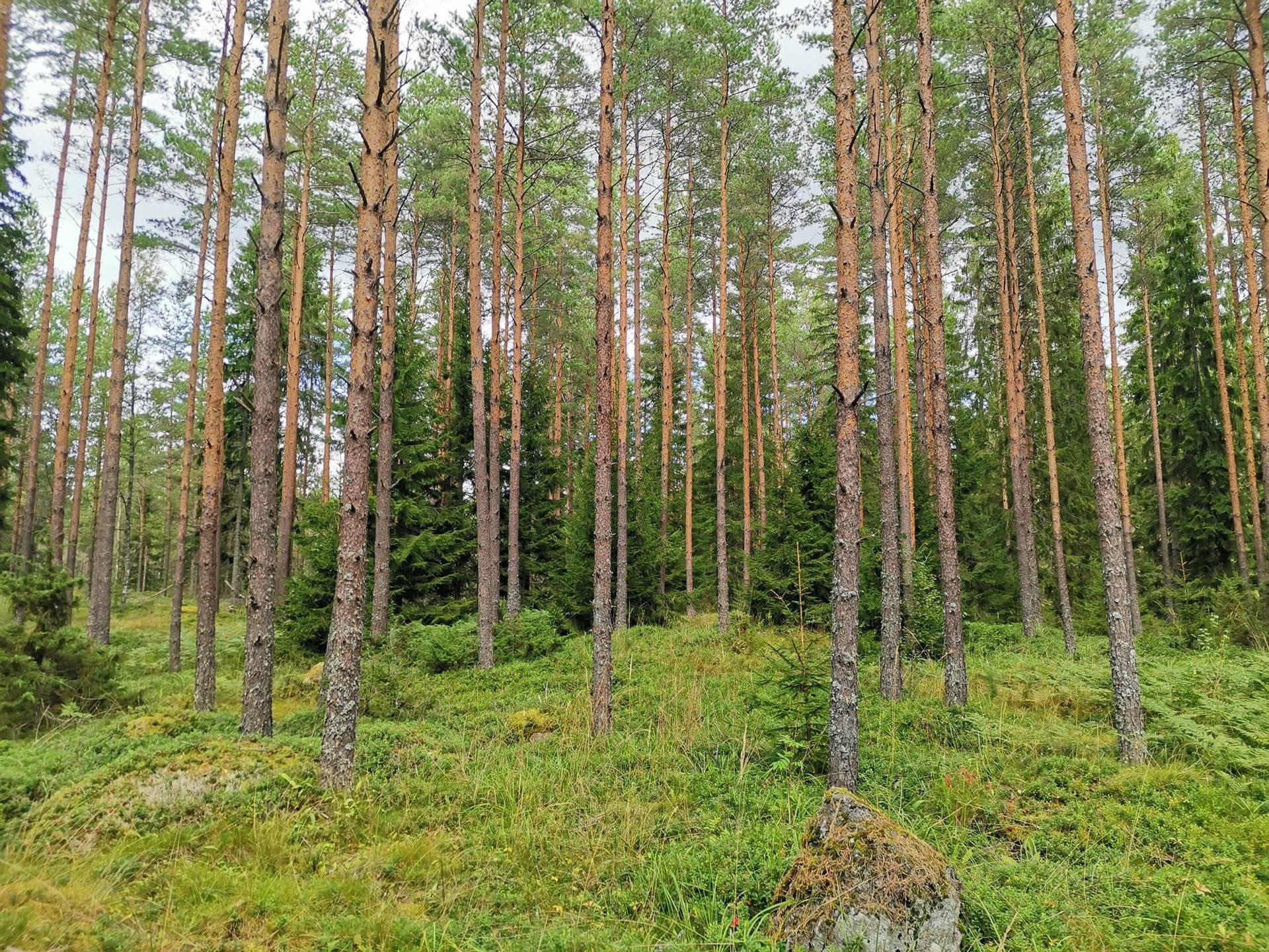 Metsätila n. 8 ha; Vainio; 400-415-1-62, Laitila, Kovio. 1