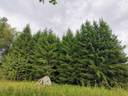 Metsätila (Määräala) 0,37 ha; Vainio; 400-415-1-62, Laitila, Koviontie. 1