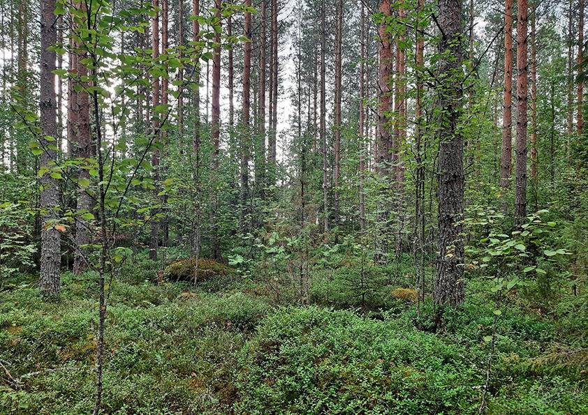 Kuikkaharju 2:33 (90-419-2-33) 1