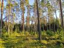 Yhteismetsäosuus 214 kpl (214/9872), Kolinummen Yhteismetsä, Pöytyä. 1