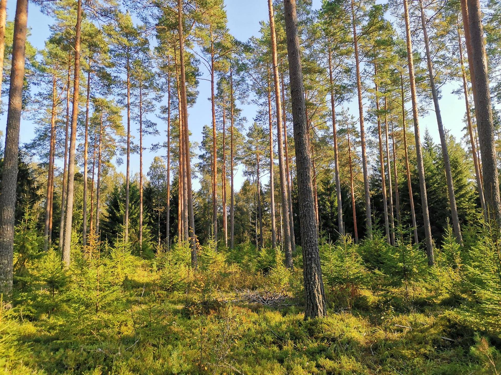 Yhteismetsäosuus 214 kpl (214/9872), Kolinummen Yhteismetsä, Pöytyä. 1